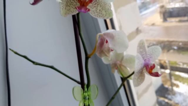 Предновогодний обзор(часть 3). Мои домашние орхидеи. смотреть онлайн