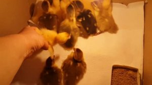 Индоутята/ Вес суточных утят и двухнедельных цыплят