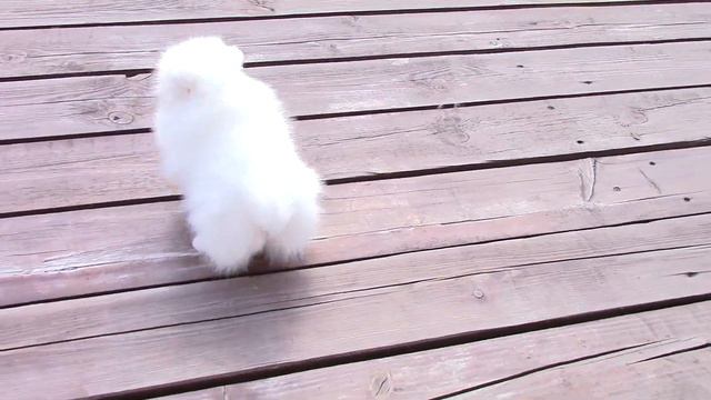 White Pomeranian. Белый померанский шпиц. продается щенок шпица смотреть онлайн