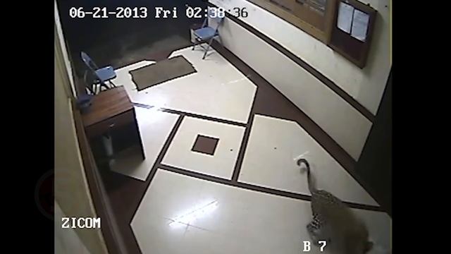 10 Нападений диких зверей на домашних животных смотреть онлайн