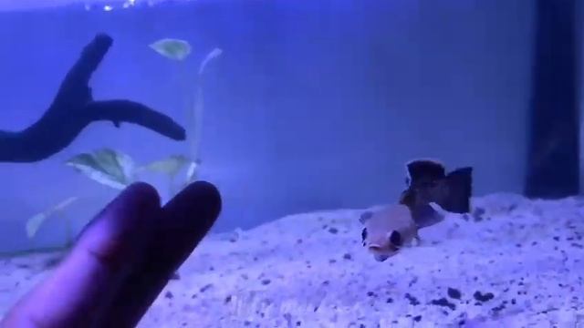 Review Chana stewarti Flering tangan смотреть онлайн