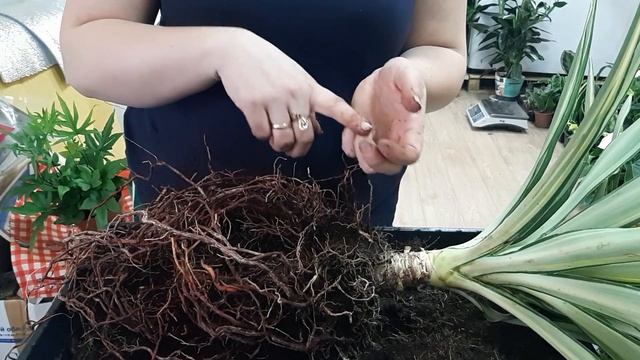Как избавиться от мошек в доме и комнатных растениях / цветочных горшках. Пересадка вариегатной юкк смотреть онлайн