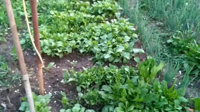 тёплый весенний вечер на Донбассе,огород,растюхи)) смотреть онлайн
