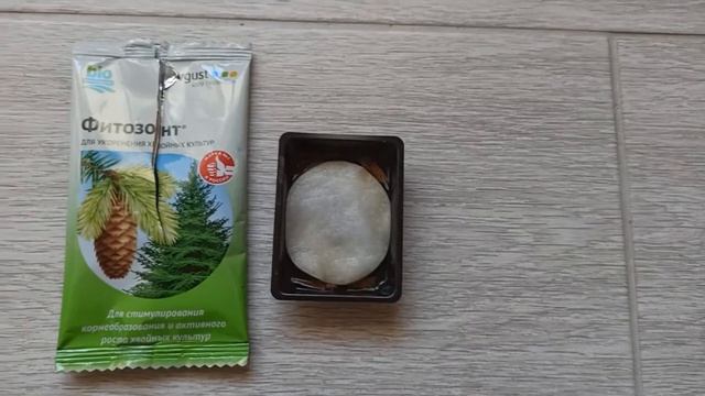 Проращивание семян горной сосны. смотреть онлайн