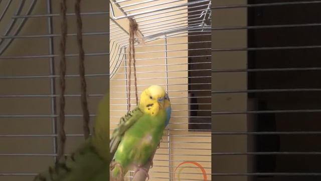 Как приучить попугая к рукам? 3 способа приручения волнистого попугая!!! смотреть онлайн