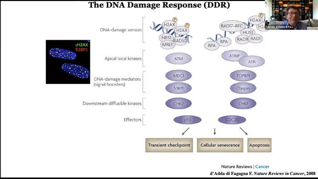 Webinar AriSLA 2021 'Implication of altered phase transition in ALS’ смотреть онлайн