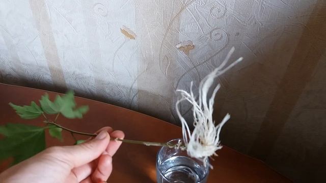 Размножение уличного гибискуса в воде смотреть онлайн
