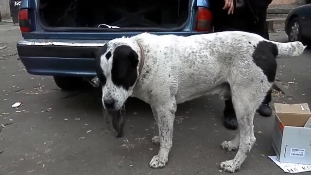 ОПАСНЫЙ АЛАБАЙ Алан. Central Asian Shepherd Dog.Одесса. смотреть онлайн