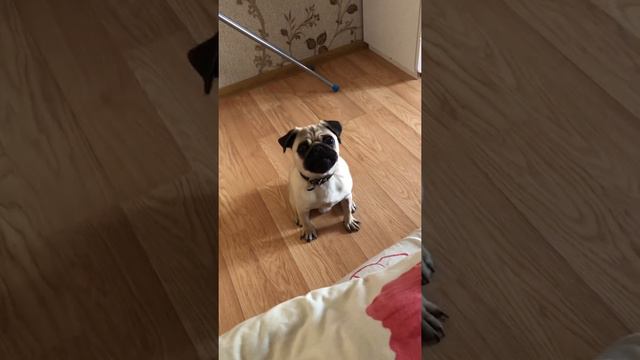 Собака Витаса . Мопс поёт . Собачий голос лучше чем у многих певцов . Знаменитый мопс Семён 😃😃😃😂 смотреть онлайн