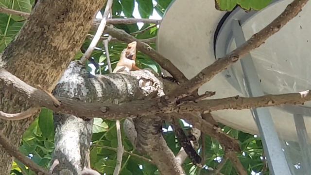 Chameleon sighting/ Iguana at unusual place - apartment's park смотреть онлайн