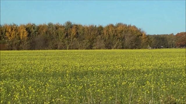 СЕНОКОСНАЯ ПОРА. смотреть онлайн