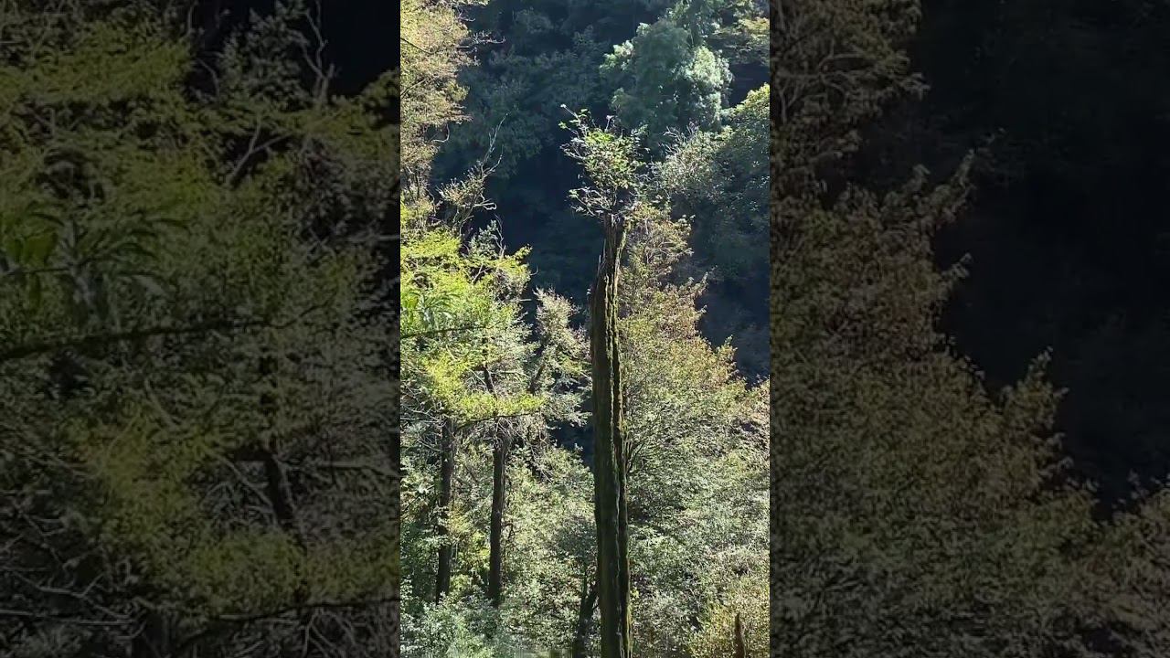 Лысым посвящается. #юмор #смех #смешно #смешныевидео #смешные #приколы #прикол #приключения