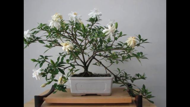 Blossoming Abundance Gardenia Bonsai