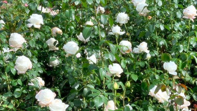 Rose Pierre Arditi - Meilland 2010 - octobre 2021 смотреть онлайн