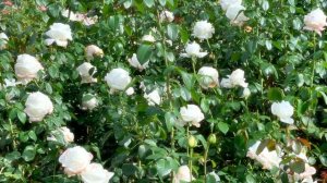 Rose Pierre Arditi - Meilland 2010 - octobre 2021