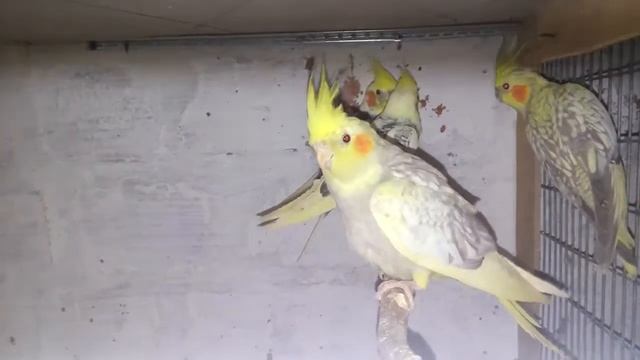 Кореллы,розеллы,амадины рисавки!молодеж весна-2017г