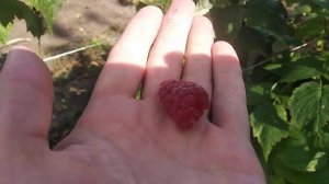 Малина Амира  в первый год посадки.