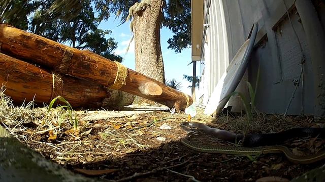 Why we keep Black Racer snakes around. смотреть онлайн