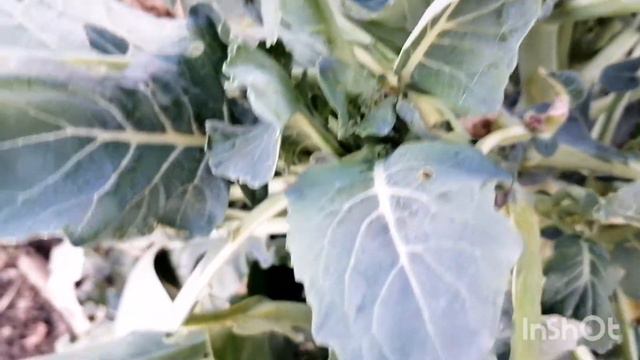 Урожай поздней осенью. Брокколи 🥦. смотреть онлайн