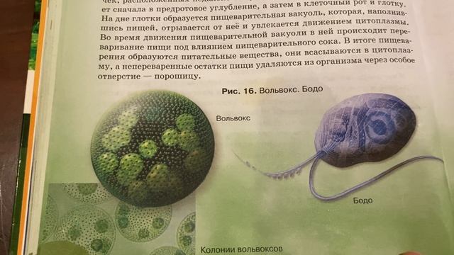 Биология/7 кл/Тип Саркожгутиковые.Тип Инфузории/04.10.21 смотреть онлайн