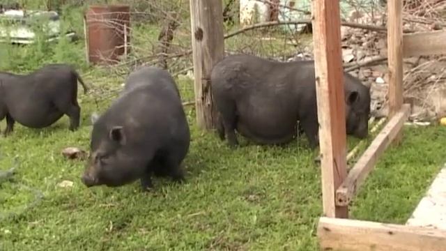 Вьетнамские поросята. Скоро приплод. смотреть онлайн