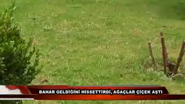 AĞAÇLAR ÇİÇEK смотреть онлайн