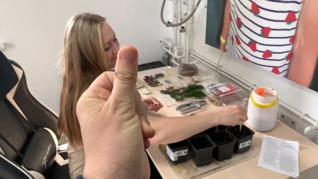 Ксантоцерас рябинолистный вырастил из семян посадка и уход мой 100метод ?Как вырастить Чекалкин смотреть онлайн