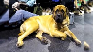 Английский Мастиф. Плюсы и минусы, Цена, Как выбрать, Факты, Уход, История