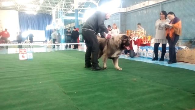 Выставка ГОЛС Иркутск 16.02.19 Доцент с Берегов Ангары смотреть онлайн