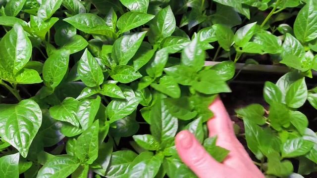 Рассаду перцев занесла из теплицы в дом, поливы перца и подкормка. смотреть онлайн