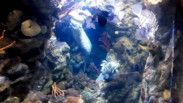 Отдых в Испании. Аквариум. Барселона 16 смотреть онлайн