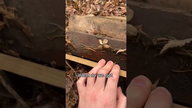 First bug I find goes in terrarium - adding what you tell me week 04 смотреть онлайн