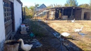 гуси Губернаторской породы