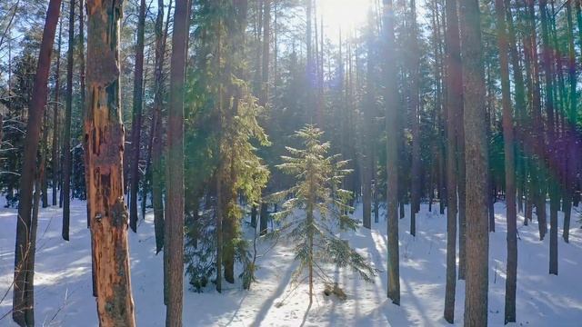 Зимний лес смотреть онлайн