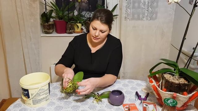 Азиатские орхидеи. Первые шаги после покупки. Подготовка к пересадке! смотреть онлайн
