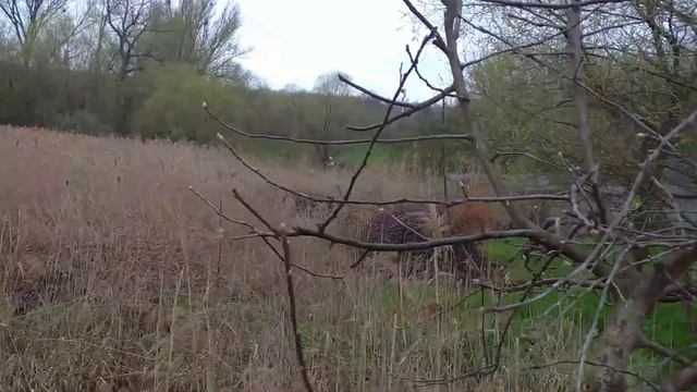 ФАЗАНЫ ЖИВУТ В ОГОРОДЕ смотреть онлайн
