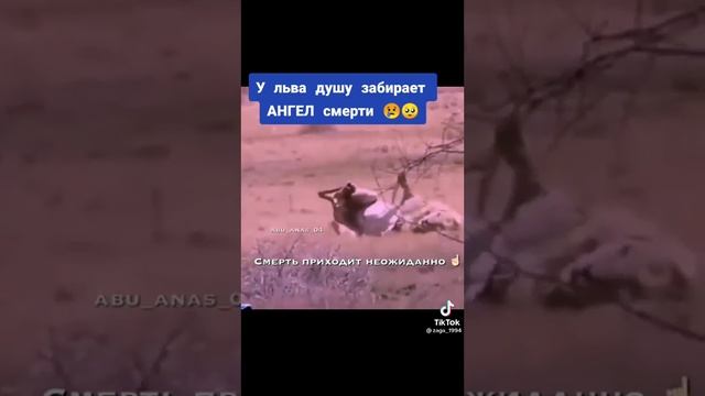 Ангел смерти забирает душу льва смотреть онлайн