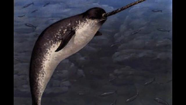 Amazing Animals- Narwhal Whale смотреть онлайн