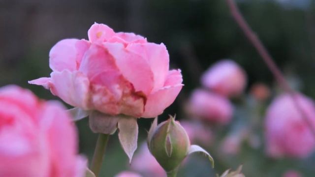Summer Romance Rose in the Garden смотреть онлайн