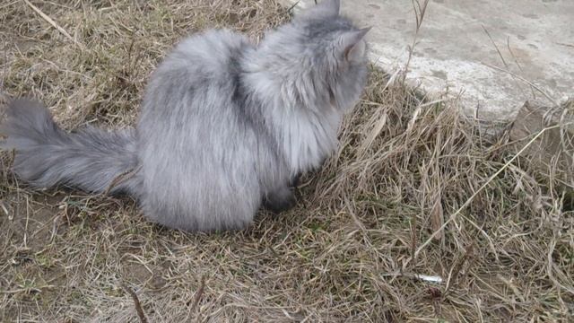 Городская кошка поймала мышь. смотреть онлайн