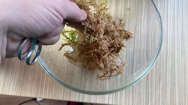 пересадка орхидеи в неподходящий размер коры АРОМАТНАЯ орхидея Love Potion смотреть онлайн