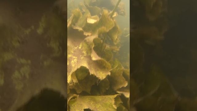 Как растут кувшинки#Shorts смотреть онлайн