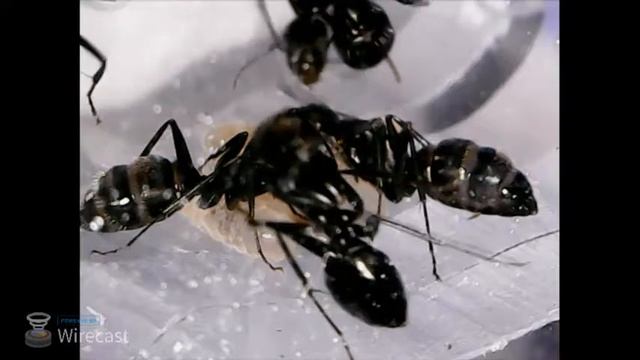 Муравьи Camponotus онлайн. / Online stream Camponotus ant farm. - Камера с расплодом. смотреть онлайн