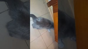 первая течка у молодой  шотландской кошки