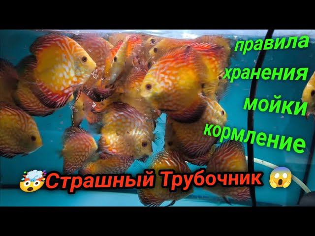 Дискусы кормление и разведение смотреть онлайн