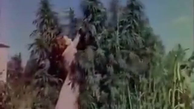 СССР эпохи 50-х годов (редкие цветные кадры хроники) смотреть онлайн