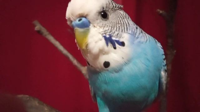 Какие фрукты, овощи ,ягоды, зелень можно давать попугаям|Тоша попугай Channel смотреть онлайн