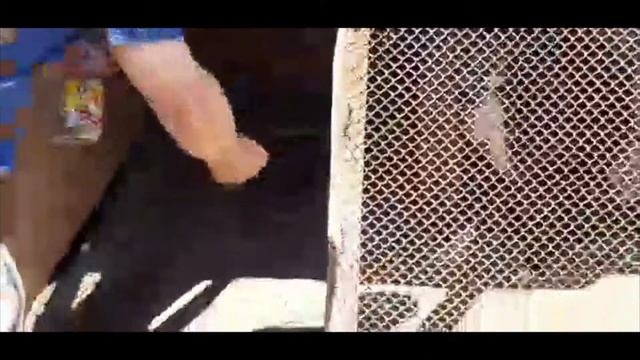 Собаки едят майских жуков смотреть онлайн