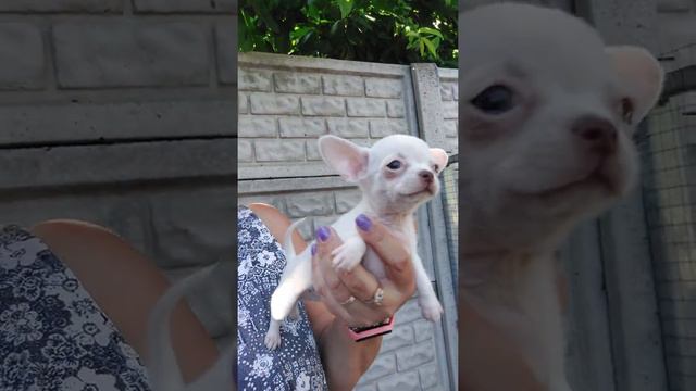 настоящий микро чихуахуа Заг,белый, пока не для продажи смотреть онлайн