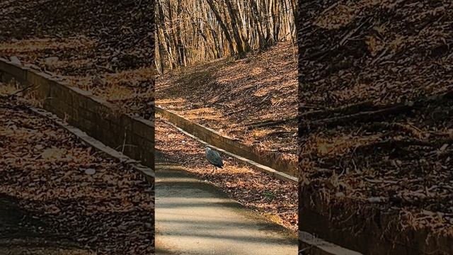 Кто это? Что за #курица ?